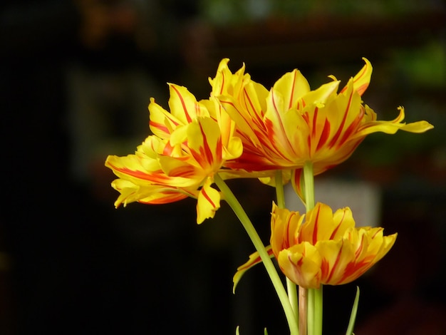 Primo piano, giallo, fioritura, pianta