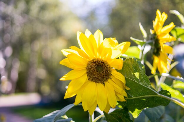 Primo piano giallo girasole vista dal basso foto un fiore illuminato dalla luce solare intensa