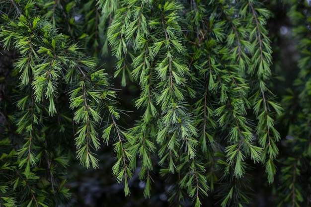 Primo piano Giovani aghi verde brillante di cedro himalayano Cedrus Deodara Deodar che cresce sul terrapieno