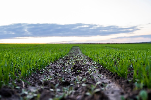 Primo piano giovani piantine di grano verde che crescono in un terreno su un campo in un tramonto