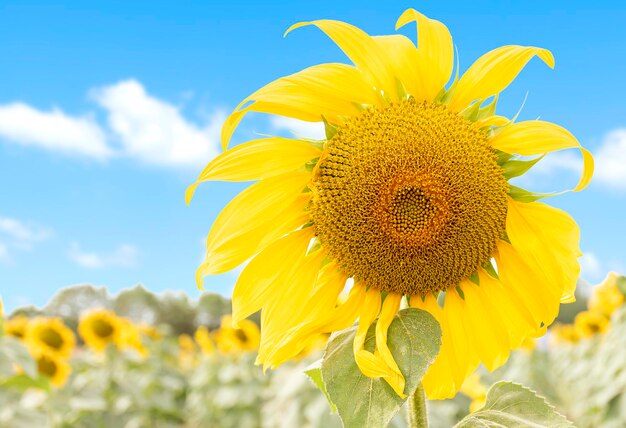 Primo piano girasole su sfondo blu cielo