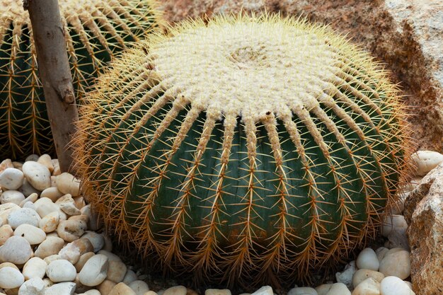 Primo piano grande cactus sulle rocce in giardino