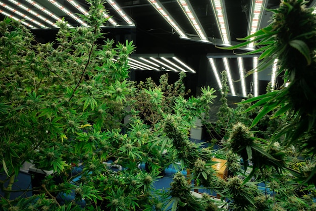 Primo piano gratificante canapa di cannabis con germoglio nella fattoria interna della struttura di coltivazione