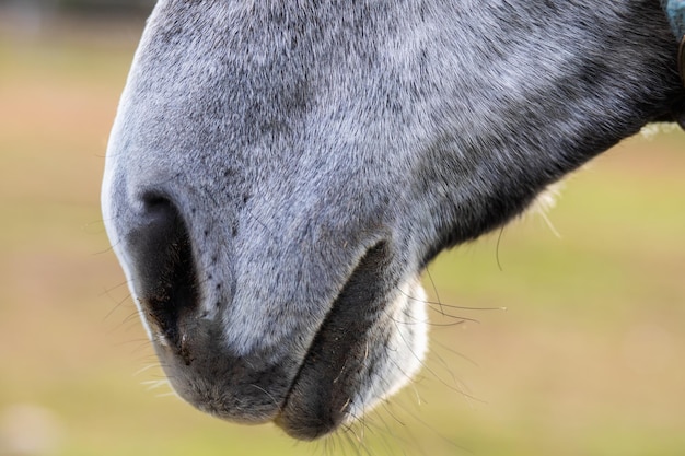 Primo piano grigio del naso del cavallo su uno sfondo verde sfocato