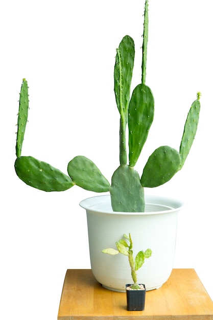 Primo piano gruppo di cactus in un vaso di plastica su sfondo bianco.