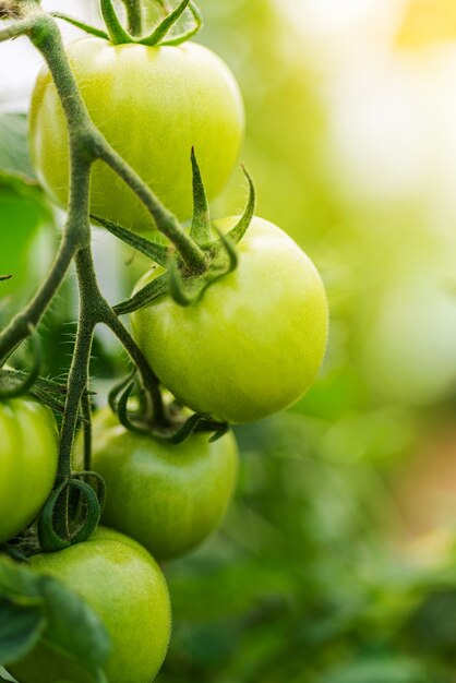 Primo piano gruppo di pomodori verdi che crescono in serra/cornice orizzontale/sfondo sfocato