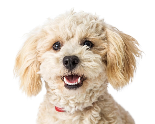 Primo piano Happy Poodle Crossbreed Dog
