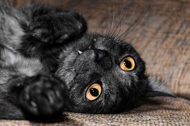 Primo piano Il gatto nero con gli occhi gialli giace a riposo