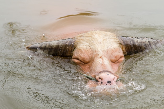 Primo piano il volto del bufalo Taro godendo in acqua