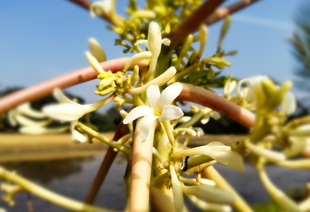 Primo piano Immagine del fiore di papaia o papaia o papaia (carica papaya), Pepe. Caricacee