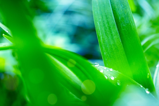 Primo piano immagine macro di rugiada o gocce di pioggia su una foglia di erba verde Sfondo naturale della foresta estiva durante l'alba