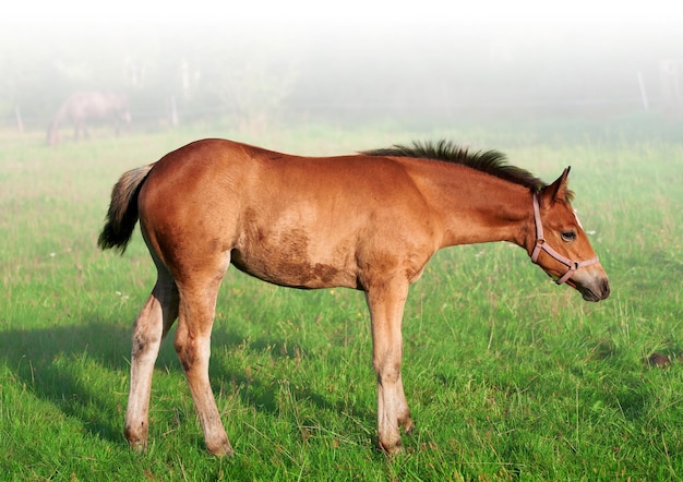 Primo piano isolato del cavallo al pascolo del puledro sulla natura Ritratto di un cavallo marrone