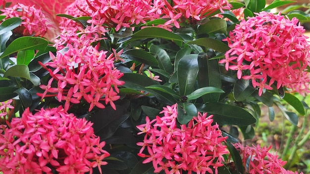 Primo piano Ixora chinensis fiore che fiorisce nelle zone rurali