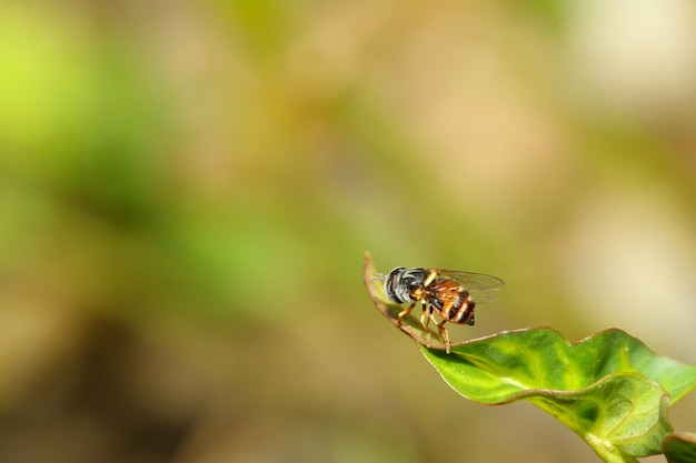 Primo piano L'insetto mosca fiore sulla foglia