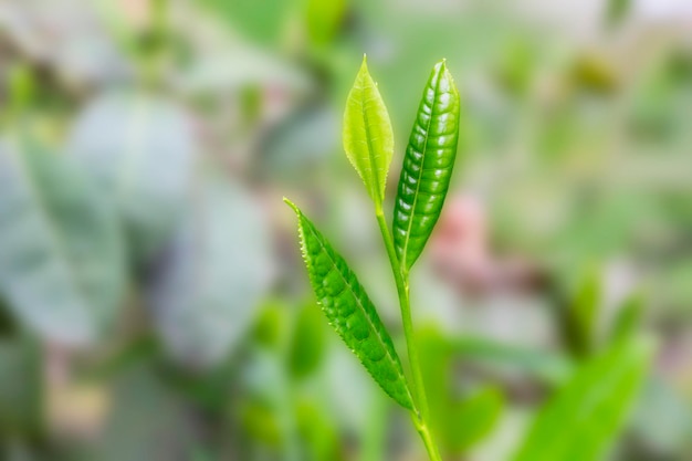 Primo piano La parte superiore della foglia di tè verde nella piantagione di tè del mattino ha sfocato lo sfondo