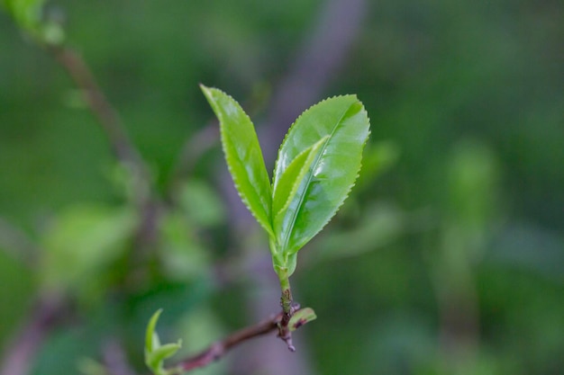 Primo piano La parte superiore della foglia di tè verde nella piantagione di tè del mattino ha sfocato lo sfondo