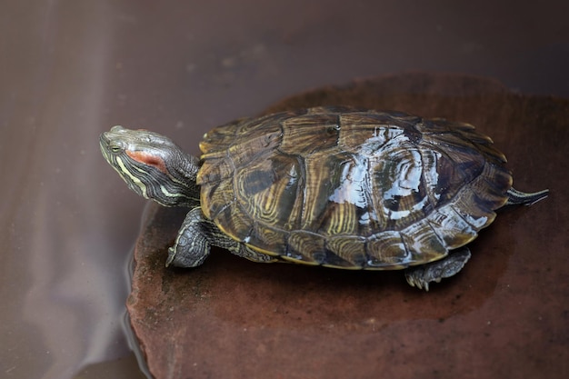 Primo piano la tartaruga cursore Redeared è animale domestico e resta in acqua