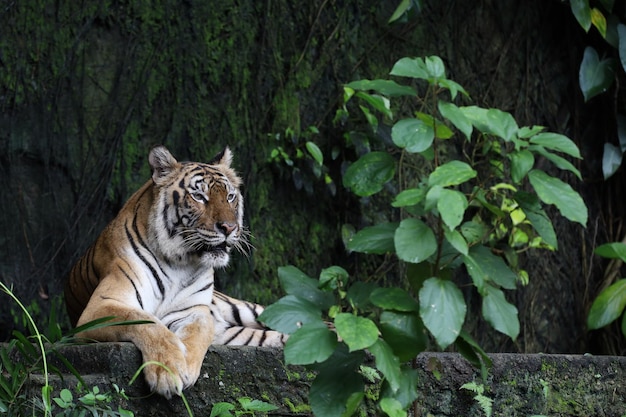 Primo piano La tigre indocinese è un animale bellissimo e pericoloso nella foresta