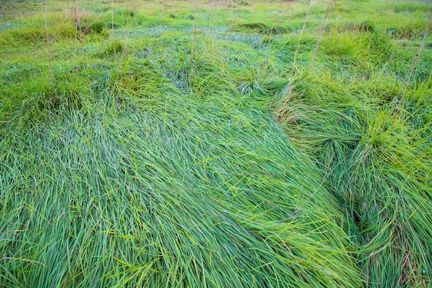 Primo piano La trama del motivo dell'erba lunga verde può essere utilizzata come sfondo naturale