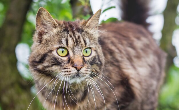 Primo piano lanuginoso del gatto a strisce su un albero. Il gatto si arrampica sull'albero