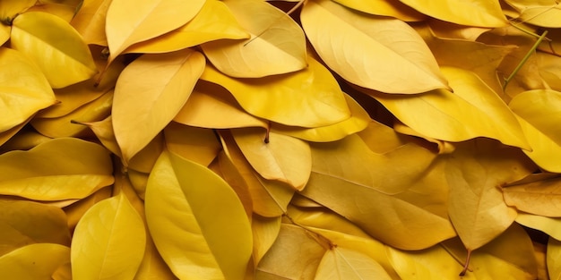 Primo piano Liana con foglie dorate per lo sfondo