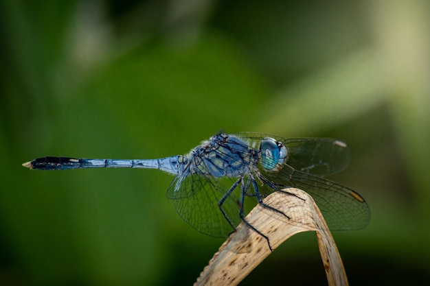 Primo piano libellula blu sulla foglia