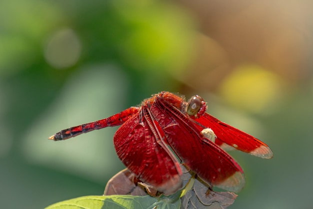 Primo piano libellula rossa sulla pianta