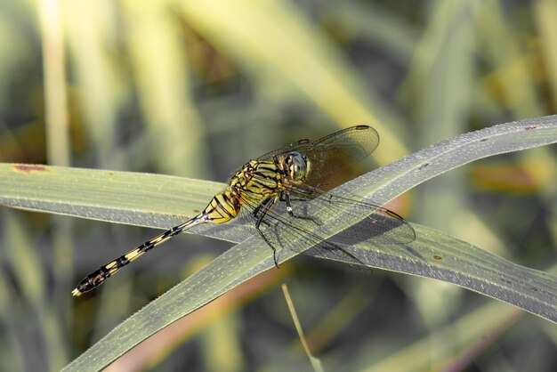 Primo piano Libellula verde sulla foglia