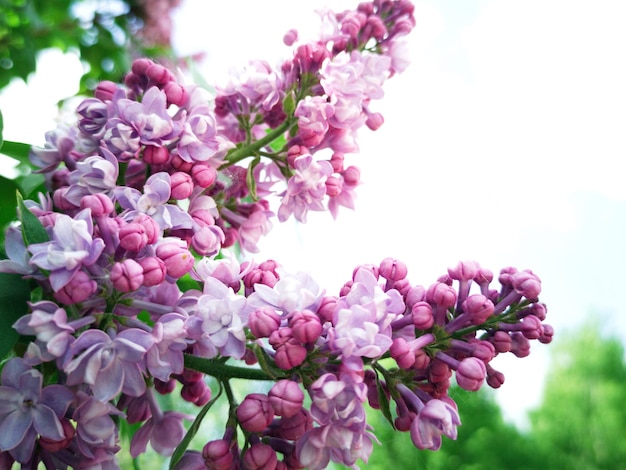 Primo piano lilla in fiore Sfondo estivo