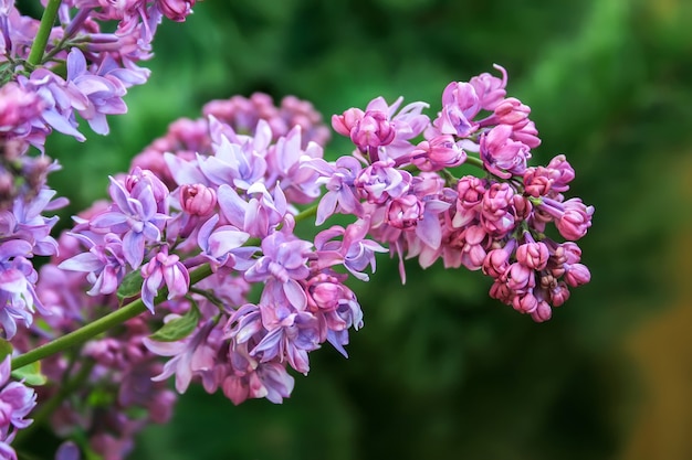 Primo piano lilla in fiore