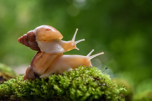 Primo piano lumaca marrone (lumaca africana, Achatina fulica) si insinua sul muschio verde