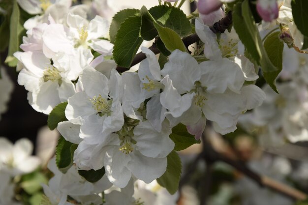 Primo piano lussureggiante dei fiori di ciliegio Ulyanovsk Russia