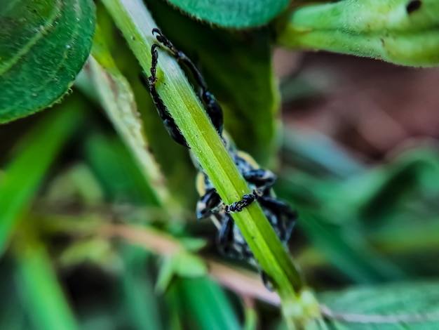 Primo piano macro coleotteri verdi che si accoppiano su un ramo di albero di foglia verde