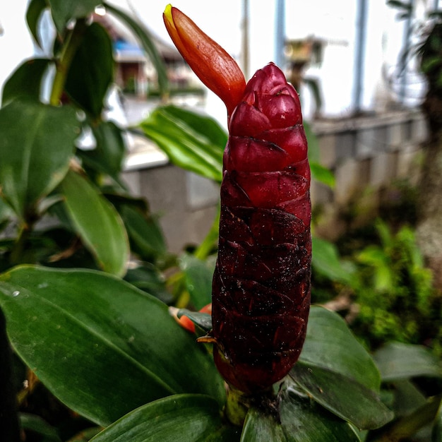 Primo piano macro ripresa di un giardino tropicale bellissimo fiore rosso pianta