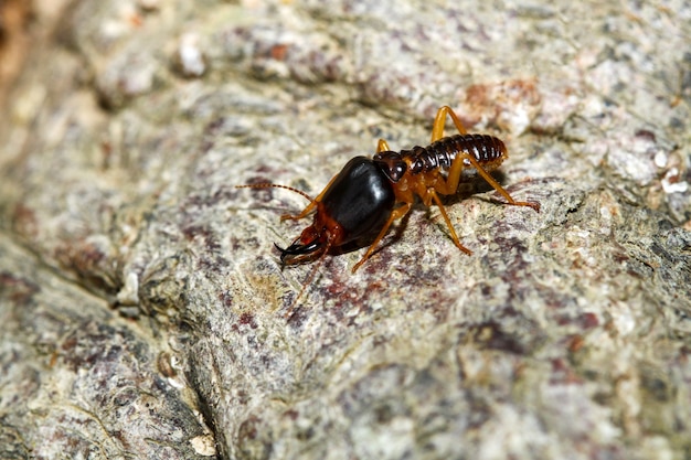 Primo piano Macro soldato termite bug in natura