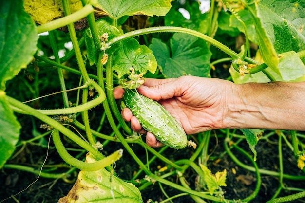 Primo piano mano umana che raccoglie un coltivatore di cetrioli maturi che raccoglie ortaggi biologici presso la piantagione di fattoria ecologica o