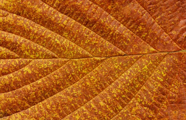 Primo piano marrone variopinto della foglia di autunno