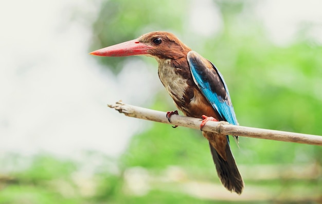 Primo piano martin pescatore comune in natura