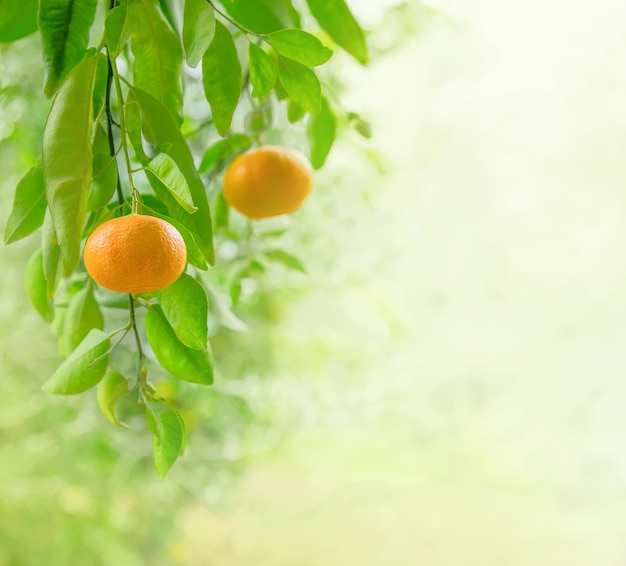 Primo piano maturo dei frutti del mandarino su un ramo nel giardino degli agrumi con lo spazio della copia