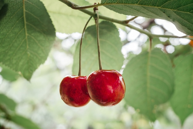 Primo piano maturo della ciliegia dolce sullo sfondo del bokeh verde estivo del ciliegio, frutti estivi ricchi di vitamine e antiossidanti