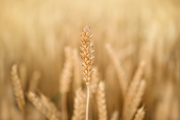 Primo piano maturo della punta del grano nel campo di grano giallo, fondo agricolo di estate del raccolto del grano