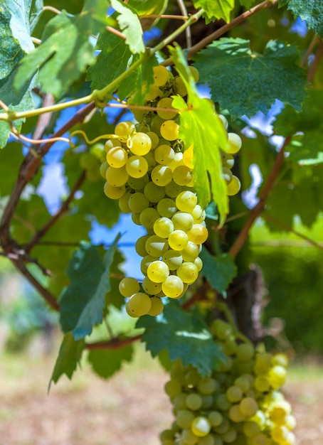 Primo piano maturo e giallo della vite, contro la vigna