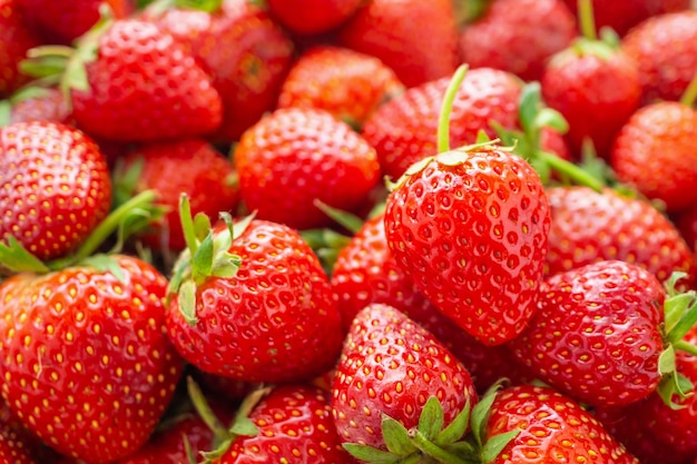 Primo piano maturo rosso organico fresco del fondo della frutta della fragola