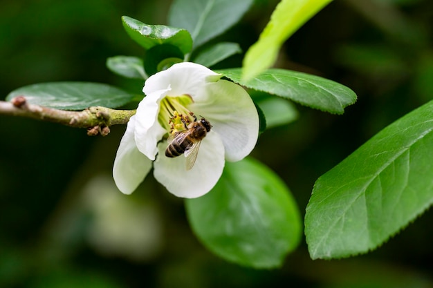 Primo piano molti delicati fiori bianchi di arbusto bianco Chaenomeles japonica