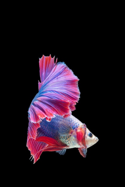 Primo piano movimento artistico del pesce Betta rosso e blu