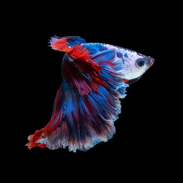 Primo piano movimento artistico di pesce Betta o pesce combattente siamese isolato sul nero