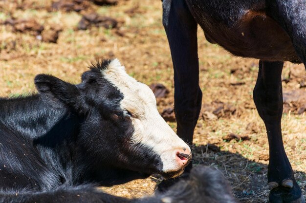 Primo piano mucche in bianco e nero nel prato Concetto di agricoltura e latticini