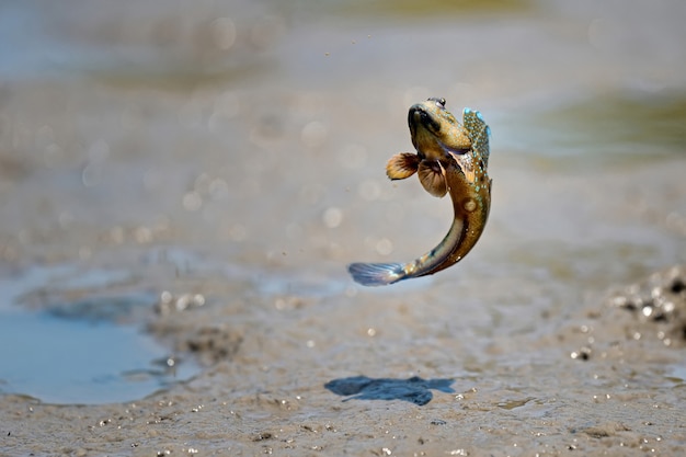 Primo piano Mudskipper jump