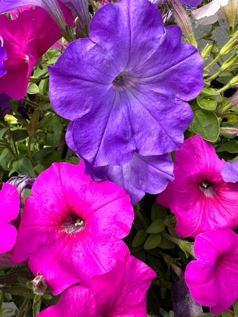 primo piano multicolore dei fiori della petunia