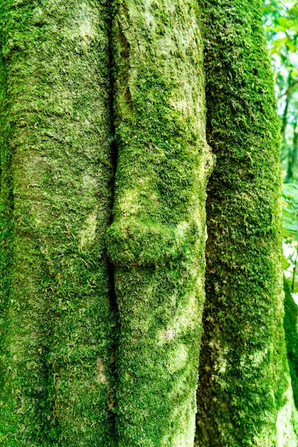 primo piano muschio verde sull'albero nella foresta